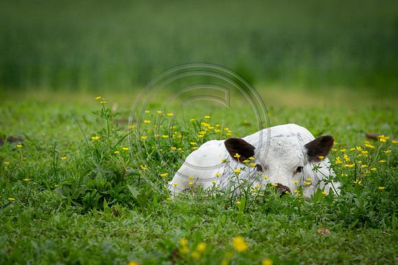 Cow Baby_1587