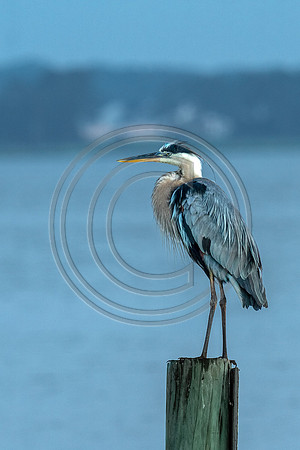 Birds - Big Blue_5983