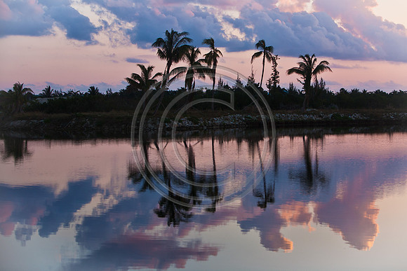 Island Palms_3714 V3