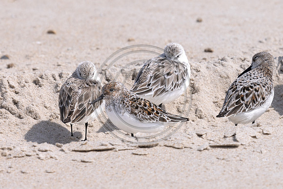 Birds - 6846