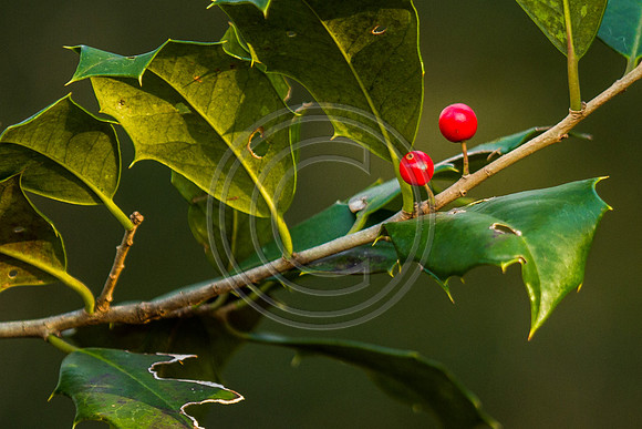 Holly 1_9880-V2