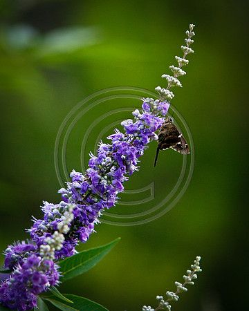 Flower w bttrfly2_MG_6874