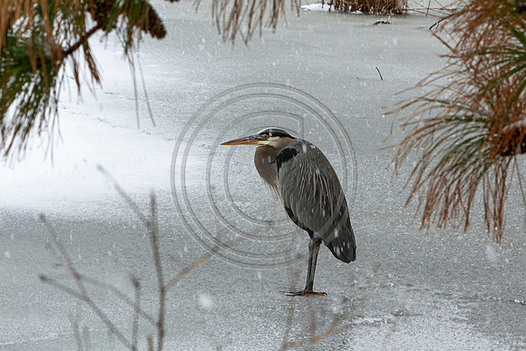 Birds - Hunkered Heron_5728