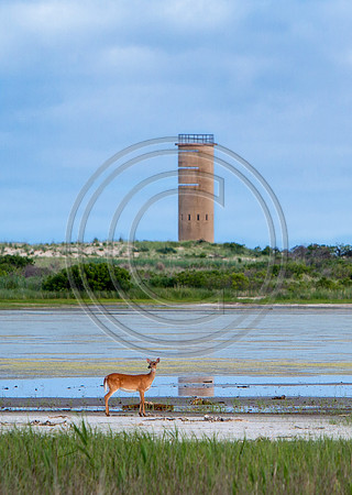 Deer Tower_7483 V2 vert