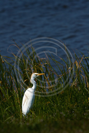Birds - Egret_6222 V2