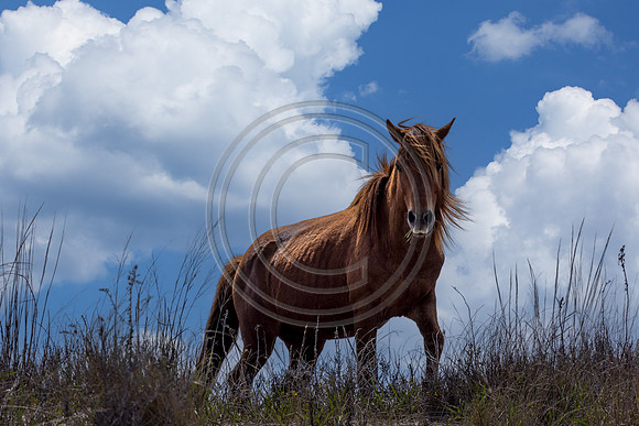 Horses -6832