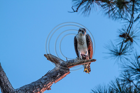Birds - Osprey_9817 V2
