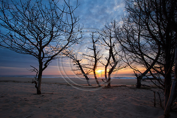 Beach Trees_4524 V2
