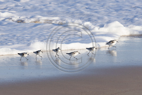 Birds - Sanderlings 0194