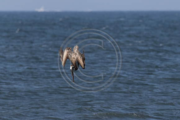 Pelican Splash 9208-Edit