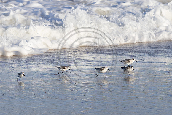 Birds - Sanderling 0179