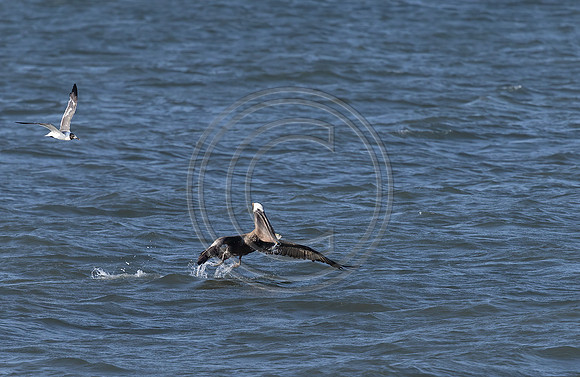Pelican Fishing 9084